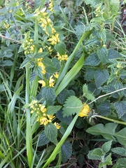 Lamium galeobdolon montanum