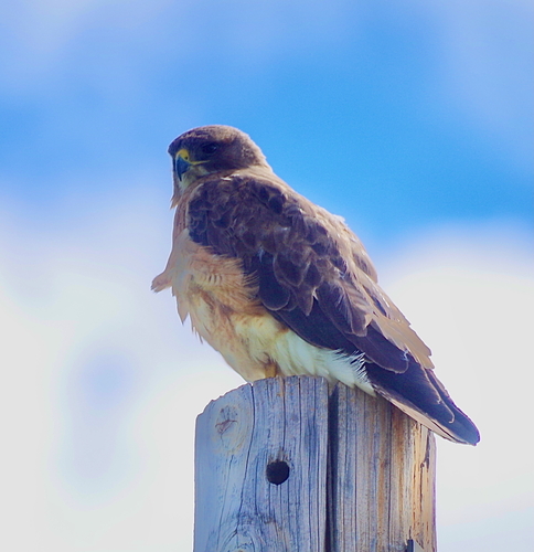 Swainson's Hawk