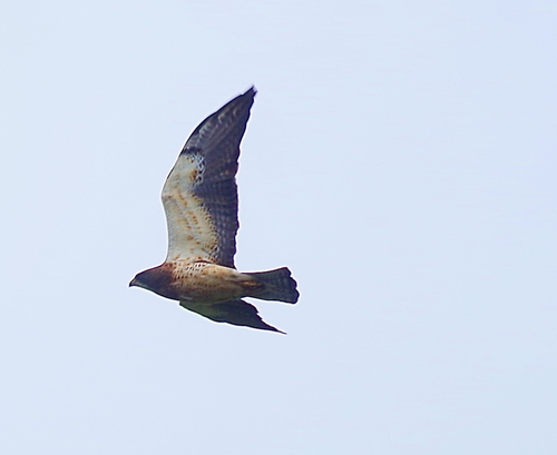 Swainson's Hawk