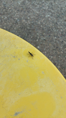 Longhorn Cactus Fly