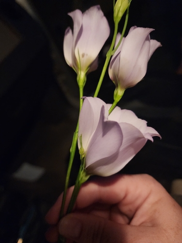 showy prairie gentian