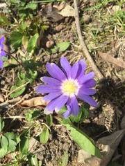 Anemonoides apennina