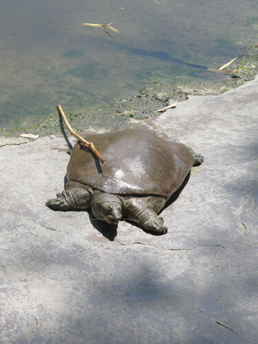 Spiny Softshell