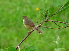 Cisticola erythrops