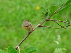 Cisticola erythrops