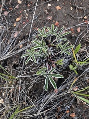 (c) Alex Baxter, some rights reserved (CC BY) Potentilla concinna, photograph (c) Alex Baxter, some rights reserved (CC BY)