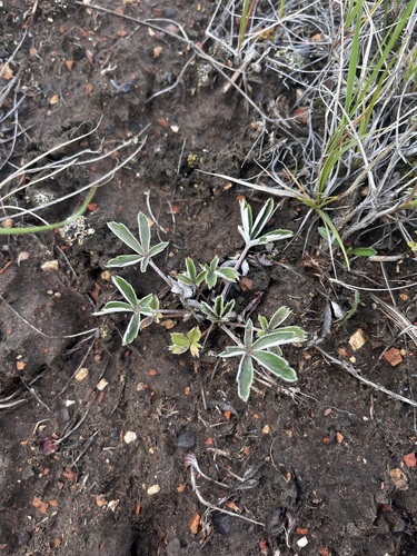 Potentilla concinna, photograph 3