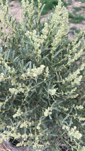 Fourwing Saltbush