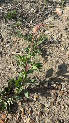 velvetweed