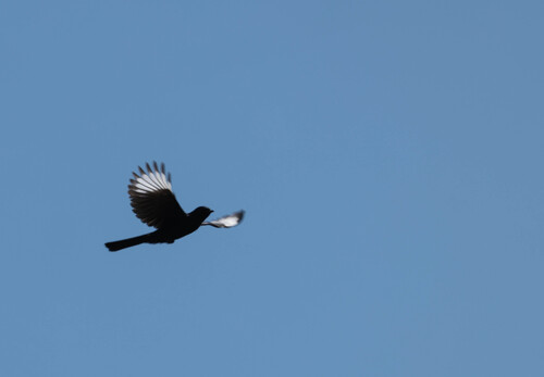Phainopepla