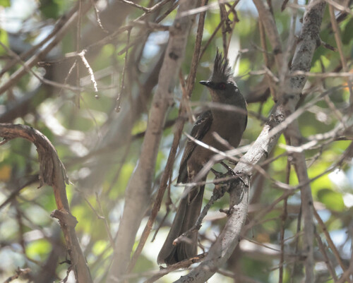 Phainopepla