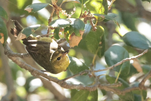 Orange-crowned Warbler