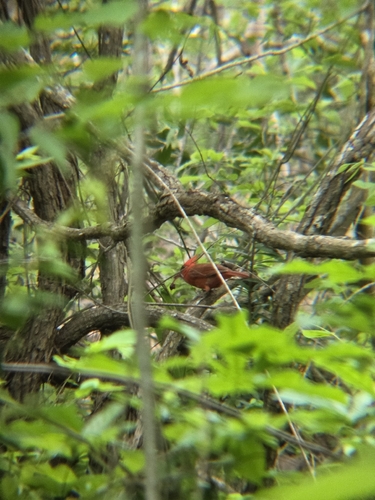 Northern Cardinal (Cardinalis cardinalis)