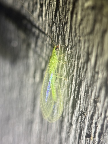Red-lipped Green Lacewing