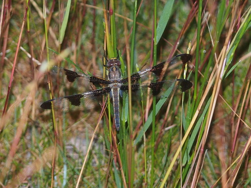 Twelve-spotted Skimmer
