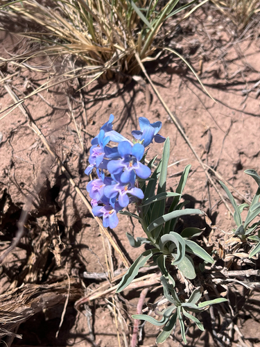 Penstemon angustifolius, photograph 2