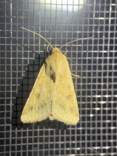 Corn Earworm Moth