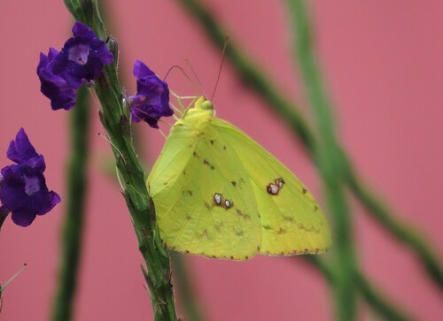 Mariposa Azufre Sin Nubes Sudamericana