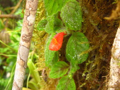 Pachycaulos nummularia