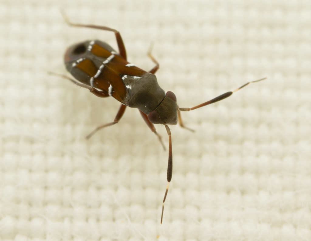 Pilophorus stonedahli