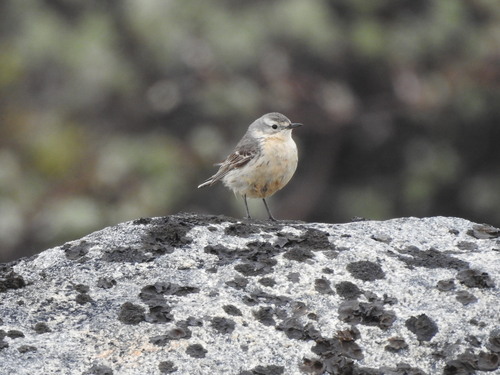 American Pipit