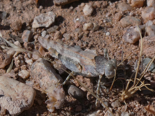 Cream Grasshopper