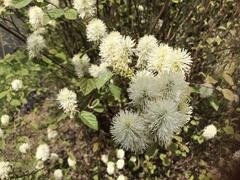 Fothergilla