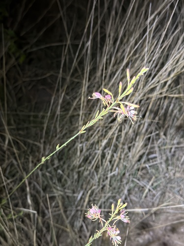 velvetweed