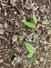 Endodeca serpentaria