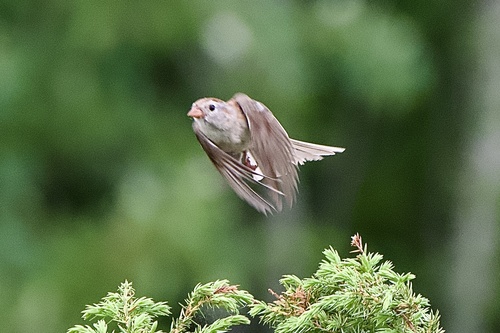Field Sparrow