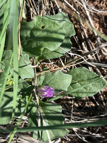 purple groundcherry