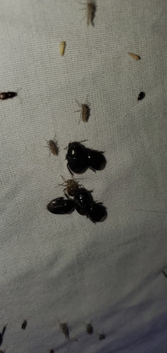 Two-lined Burrowing Bug