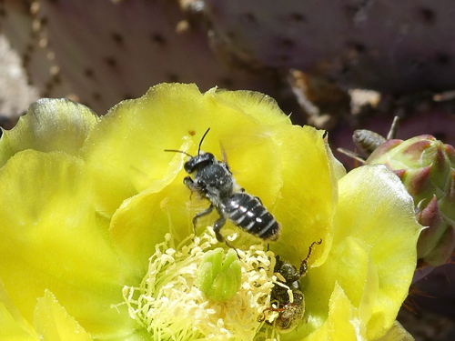 Orange-tipped Woodborer