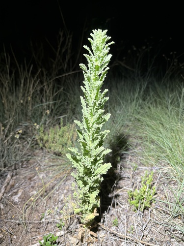 Coulter's horseweed