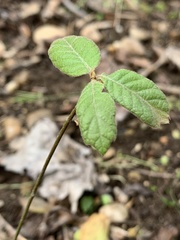 Toxicodendron pubescens