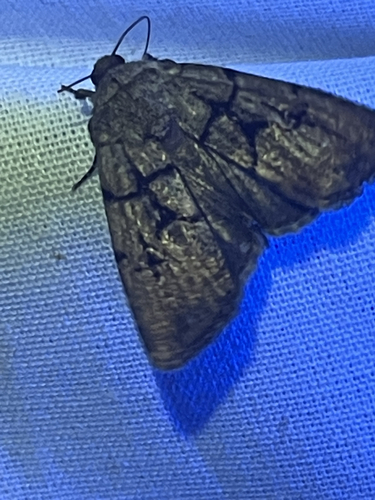 Netted Sallow photo 3