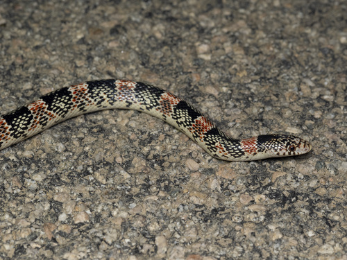 Long-nosed Snake