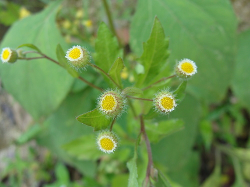 Image of Erigeron laevigatus by (c) Alexis López Hernández, some rights reserved (CC BY)