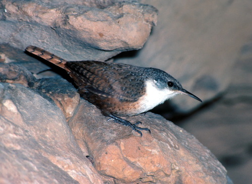 Canyon Wren