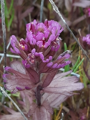 Castilleja ambigua humboldtiensis