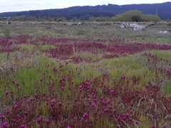 Castilleja ambigua humboldtiensis