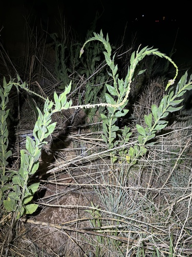 velvetweed