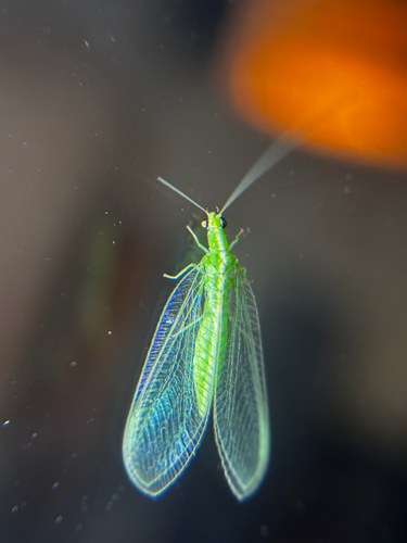 Red-lipped Green Lacewing