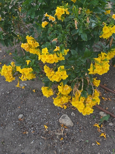 yellow trumpet flower