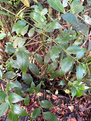 Phyllocladus hypophyllus observed 2026-06-12