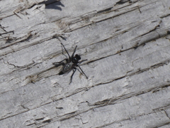 Lasiopogon puyallupi