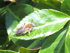 Andrena