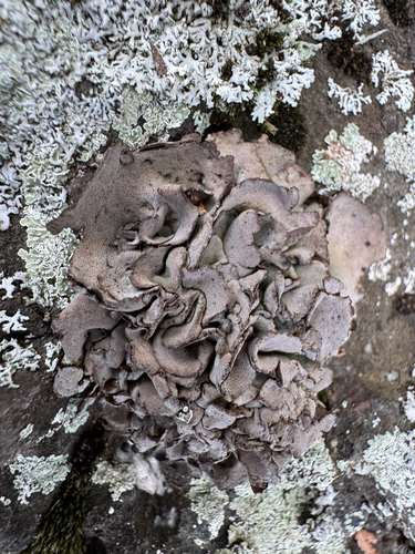 Leather Lichen
