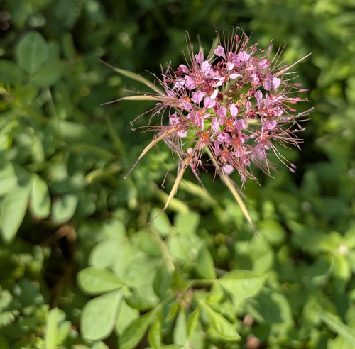 redwhisker clammyweed