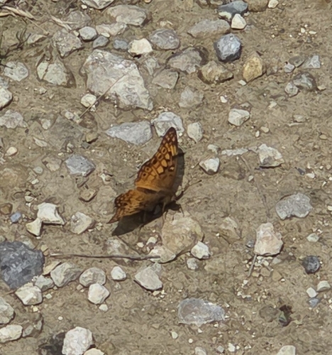 Variegated Fritillary